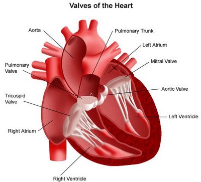 sakit jantung jantung koroner, jantung, gambar jantung, tentang jantung, jantung hati, artikel jantung, terapi jantung, kanker jantung, jantung adalah, komplikasi jantung, diet jantung, gejala jantung, penyebab jantung, serangan jantung, jenis jenis penyakit jantung, jantung lemah, definisi jantung, pengertian jantung, ciri ciri sakit jantung, jantung anak, penyakit jantung rematik, ciri sakit jantung, kateterisasi jantung, transplantasi jantung, ciri penyakit jantung, jantung bengkak, menghujam jantung, jantung berdetak, pembekakan jantung, persarafan jantung, auskultasi jantung, katerisasi jantung, vaskularisasi jantung, dekompensasi jantung, elektrofisiologi jantung, masalah jantung, ring jantung, foto jantung, herbal jantung, jantung aves, video jantung, ecg jantung, pacemaker jantung, jantung ppt, jantung normal, jantung kundalini, stent jantung, jantung membengkak, periksa jantung, penyakit jantung 